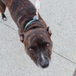 Een hond met een comfortabele lijn tijdens een wandeling in het park, perfect voor dagelijkse uitjes en training.