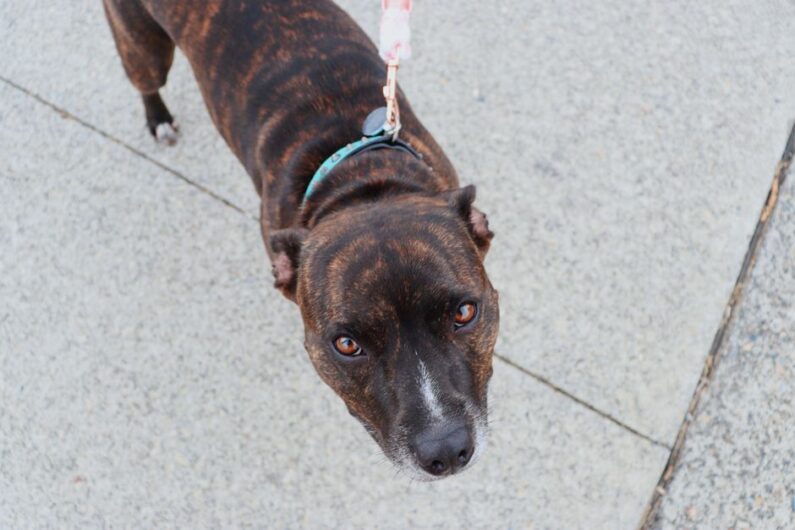 Tips for Selecting Everyday Dog Leads